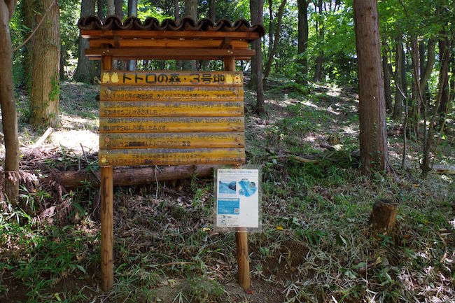 ほんとにトトロいたんだもん。埼玉に実在する「トトロの森」に潜入