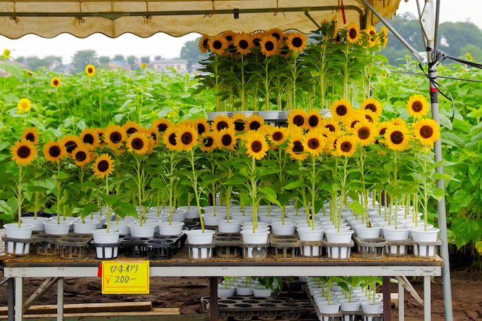 東京で10万本が咲き乱れ。まだ間に合う「清瀬ひまわりフェスティバル」