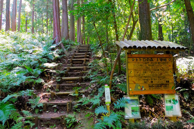 ほんとにトトロいたんだもん。埼玉に実在する「トトロの森」に潜入