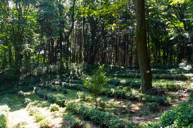 ほんとにトトロいたんだもん。埼玉に実在する「トトロの森」に潜入