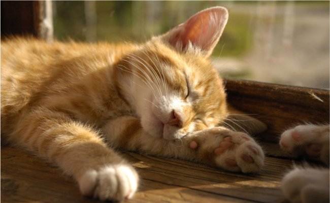 子猫は1日20h寝るってホンマでっか？ 生物学者が教える睡眠の話