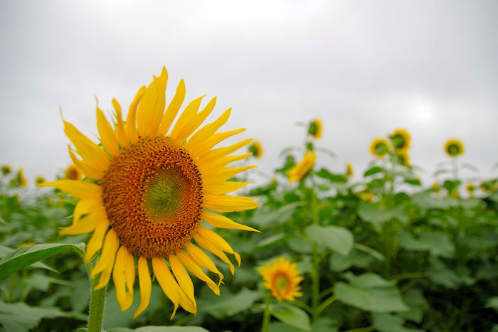東京で10万本が咲き乱れ。まだ間に合う「清瀬ひまわりフェスティバル」