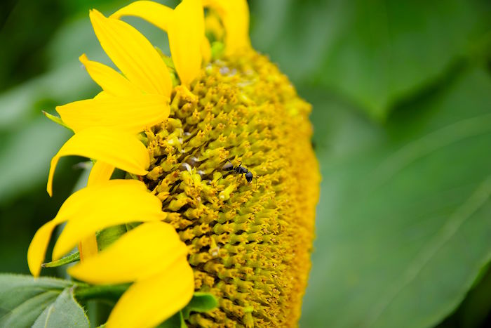 東京で10万本が咲き乱れ。まだ間に合う「清瀬ひまわりフェスティバル」