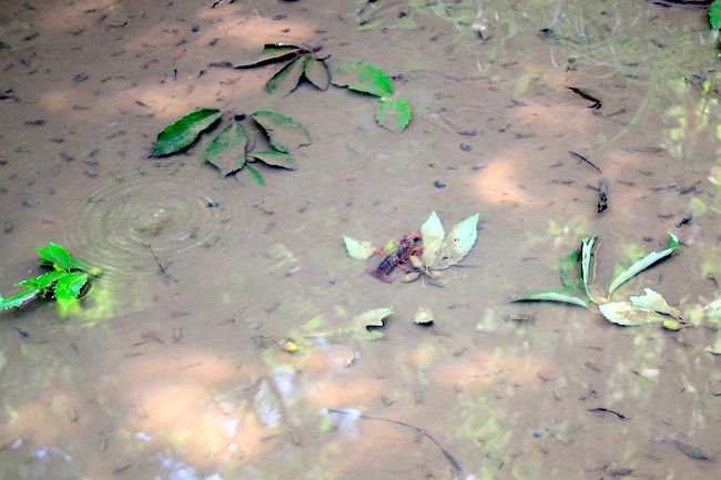 ほんとにトトロいたんだもん。埼玉に実在する「トトロの森」に潜入