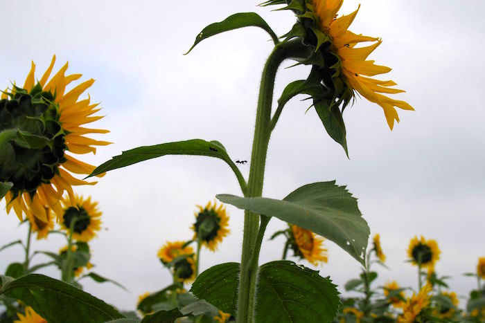東京で10万本が咲き乱れ。まだ間に合う「清瀬ひまわりフェスティバル」