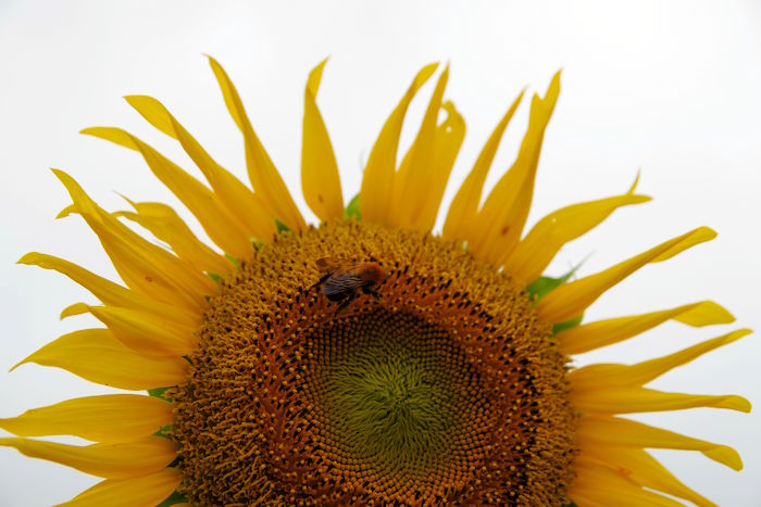 東京で10万本が咲き乱れ。まだ間に合う「清瀬ひまわりフェスティバル」