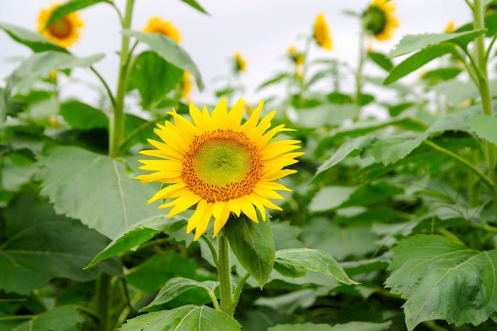 東京で10万本が咲き乱れ。まだ間に合う「清瀬ひまわりフェスティバル」
