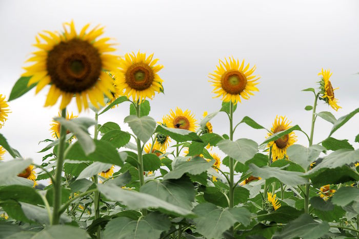 東京で10万本が咲き乱れ。まだ間に合う「清瀬ひまわりフェスティバル」