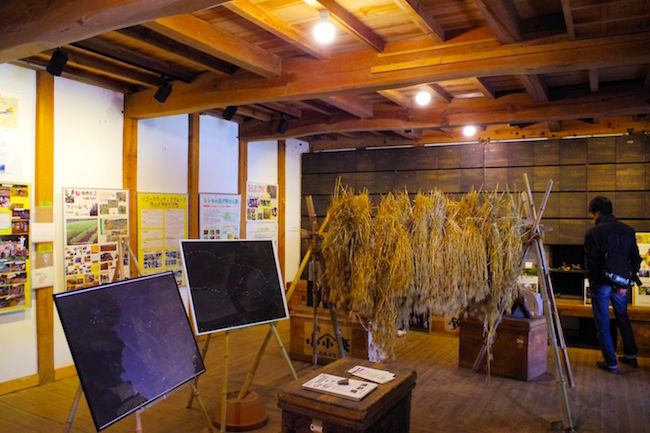 ほんとにトトロいたんだもん。埼玉に実在する「トトロの森」に潜入