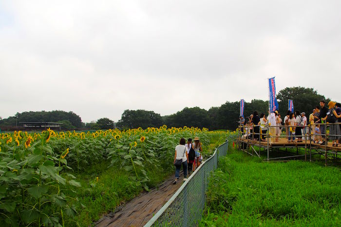 東京で10万本が咲き乱れ。まだ間に合う「清瀬ひまわりフェスティバル」