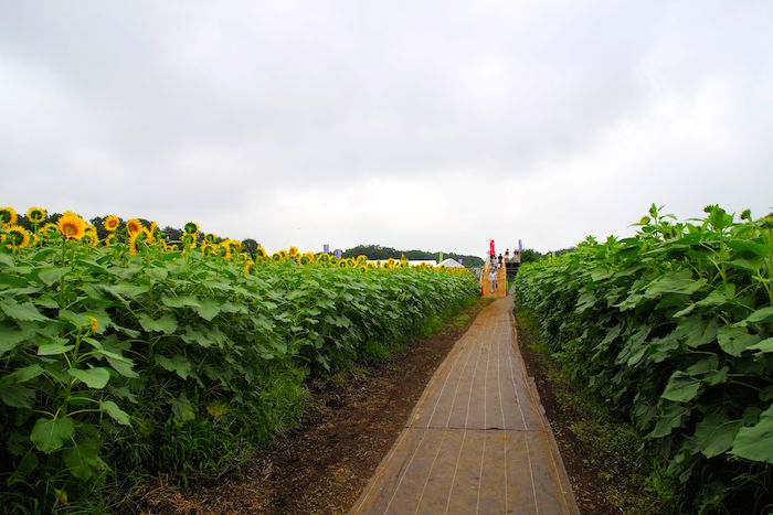 東京で10万本が咲き乱れ。まだ間に合う「清瀬ひまわりフェスティバル」