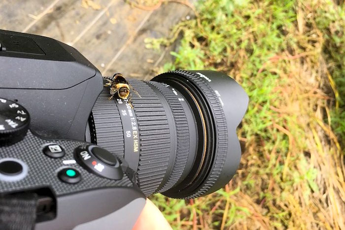 東京で10万本が咲き乱れ。まだ間に合う「清瀬ひまわりフェスティバル」