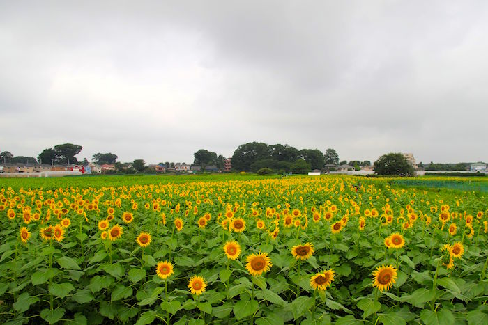 東京で10万本が咲き乱れ。まだ間に合う「清瀬ひまわりフェスティバル」