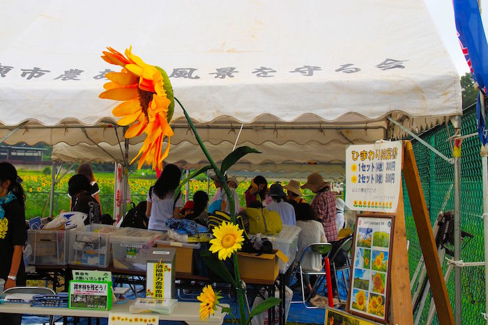 東京で10万本が咲き乱れ。まだ間に合う「清瀬ひまわりフェスティバル」