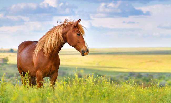 shutterstock_427190074