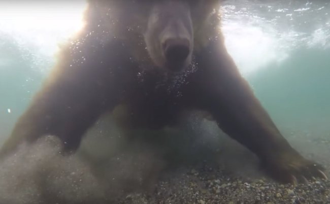ロシア 熊 動画
