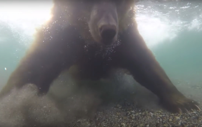 ロシア　熊　動画