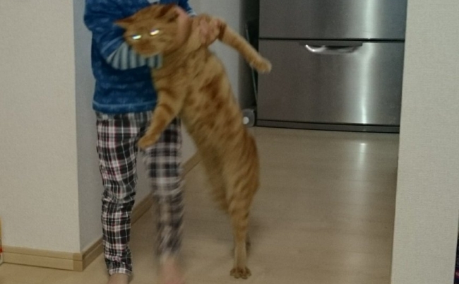 #ねこの写真ヘタクソ選手権