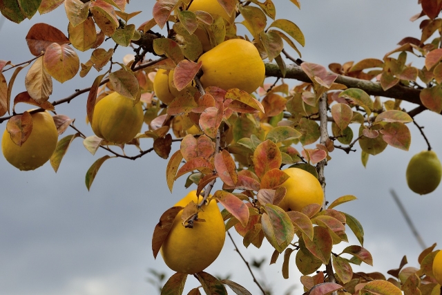 信州人を惑わせる、「カリン」と「マルメロ」の正しい見分け方