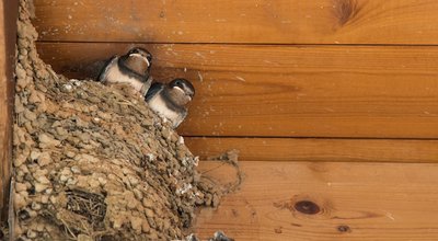 shutterstock_700745848