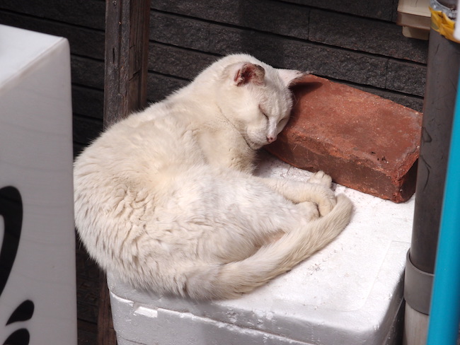 長崎は猫の街だった。幸運を連れてくる「尾曲がり猫」がたくさん