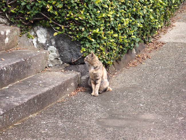長崎は猫の街だった。幸運を連れてくる「尾曲がり猫」がたくさん