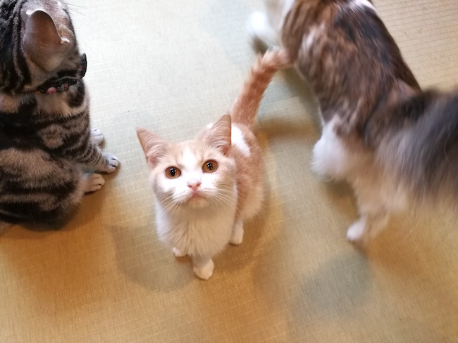 長崎は猫の街だった。幸運を連れてくる「尾曲がり猫」がたくさん