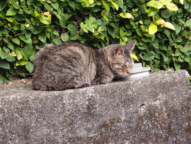 長崎は猫の街だった。幸運を連れてくる「尾曲がり猫」がたくさん