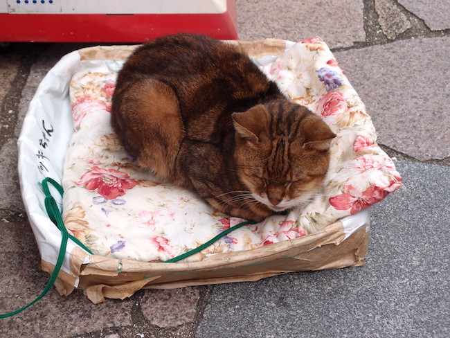 長崎は猫の街だった。幸運を連れてくる「尾曲がり猫」がたくさん
