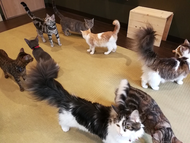 長崎は猫の街だった。幸運を連れてくる「尾曲がり猫」がたくさん