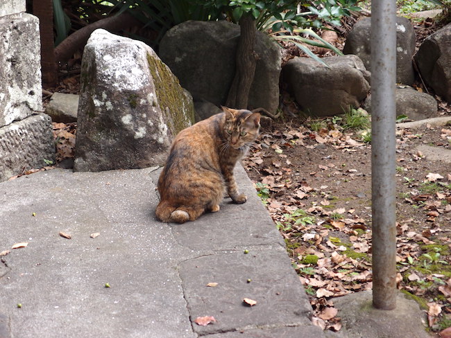 長崎は猫の街だった。幸運を連れてくる「尾曲がり猫」がたくさん