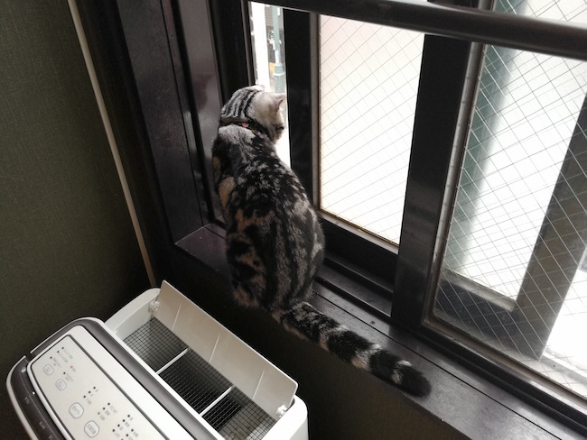 長崎は猫の街だった。幸運を連れてくる「尾曲がり猫」がたくさん