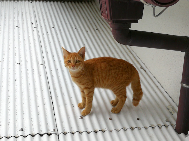 長崎は猫の街だった。幸運を連れてくる「尾曲がり猫」がたくさん