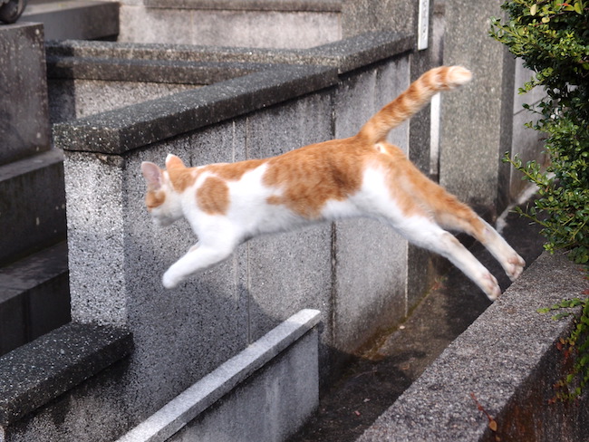 長崎は猫の街だった。幸運を連れてくる「尾曲がり猫」がたくさん