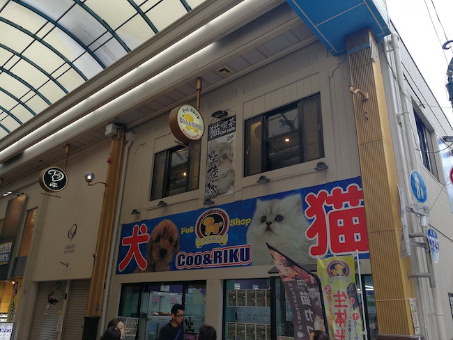 長崎は猫の街だった。幸運を連れてくる「尾曲がり猫」がたくさん