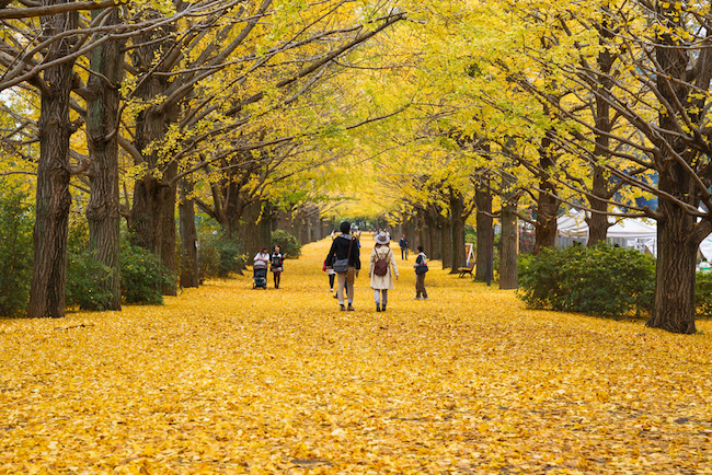 紅葉は赤だけじゃない。金色に包まれるゴールデンな「黄葉」スポット