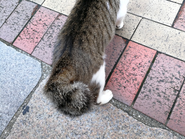 長崎は猫の街だった。幸運を連れてくる「尾曲がり猫」がたくさん