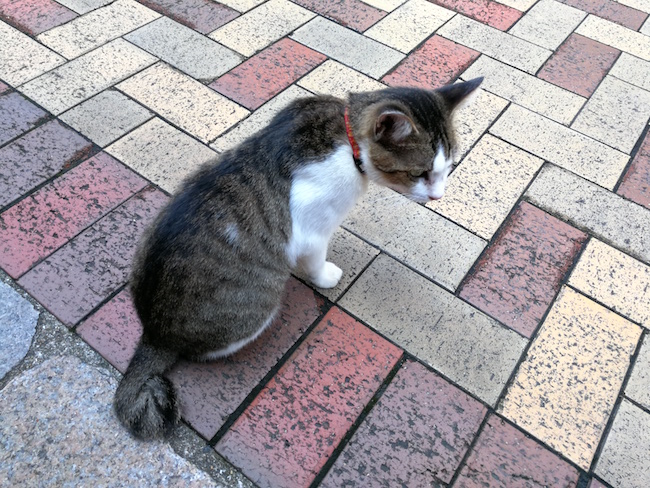 長崎は猫の街だった。幸運を連れてくる「尾曲がり猫」がたくさん