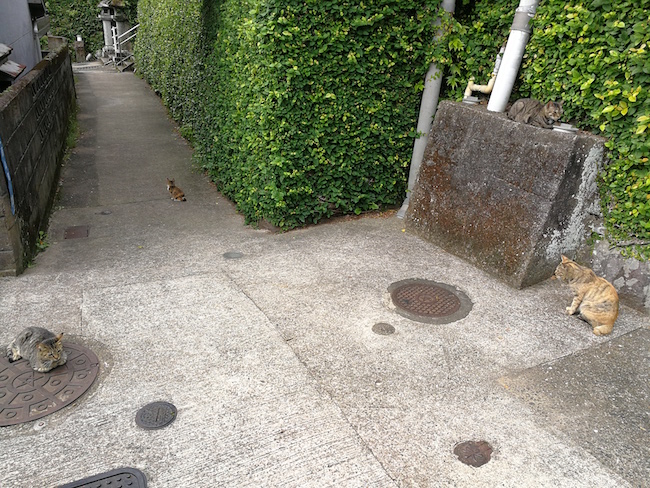 長崎は猫の街だった。幸運を連れてくる「尾曲がり猫」がたくさん