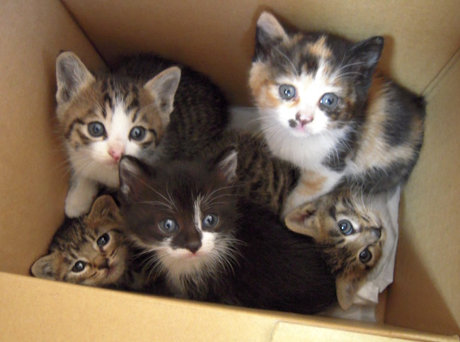 犬猫の殺処分ゼロへ、各自治体の「ユニークな訴え」が徐々に効果