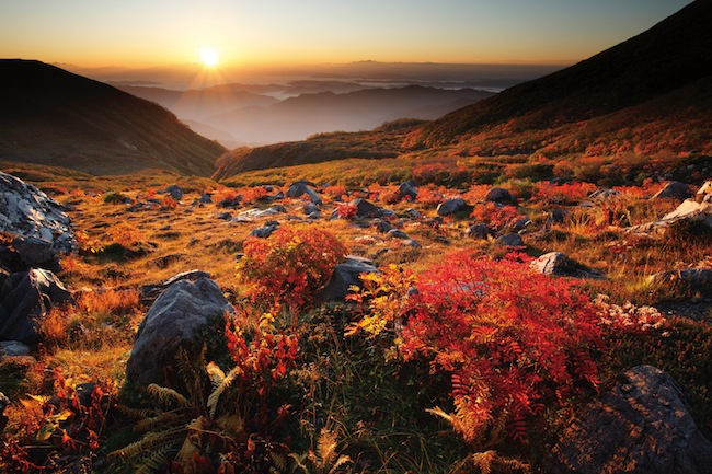 紅葉は赤だけじゃない。金色に包まれるゴールデンな「黄葉」スポット