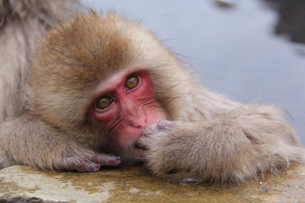 なぜ徳島が1位? 外国人に人気の温泉ランキング『温泉総選挙2017』