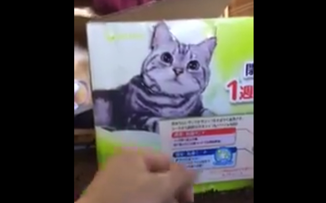 スクリーンショット 2017-11-28 17.48.06 猫 動画 笑える 面白 ツイッター