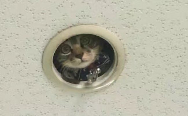 監視カメラ　猫　もふもふ
