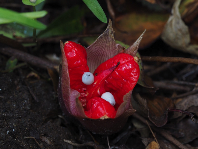 DN8HzICVAAAzUYS copy ミョウガ