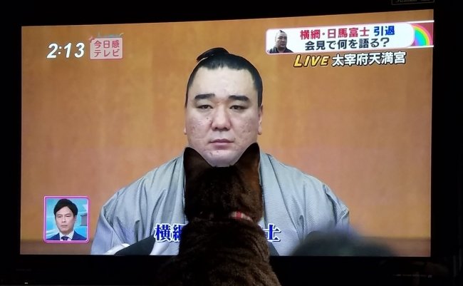 日馬富士　引退会見　猫