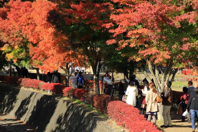 紅葉は赤だけじゃない。金色に包まれるゴールデンな「黄葉」スポット