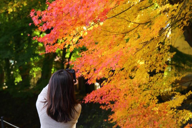 紅葉は赤だけじゃない。金色に包まれるゴールデンな「黄葉」スポット