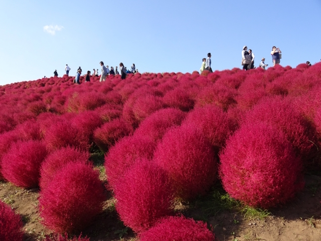 紅葉は赤だけじゃない。金色に包まれるゴールデンな「黄葉」スポット