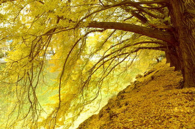 紅葉は赤だけじゃない。金色に包まれるゴールデンな「黄葉」スポット